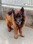 Borys kochany Owczarek Niemiecki do adopcji!