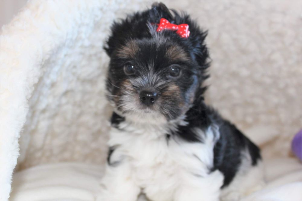 Biewer Yorkshire Terrier - maleńka suczka (GOTOWA DO ODBIORU)