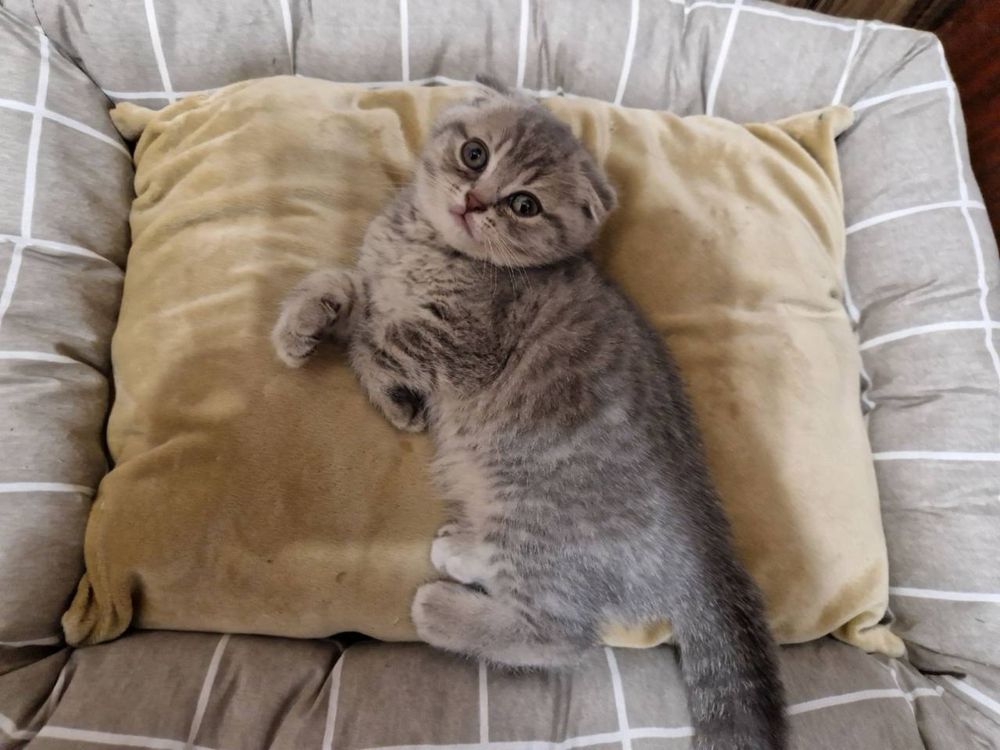 Случка породистого Кота, вислоухий Шотландец(Scottish-Fold)