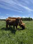 Jałówka Highland cattle / krowy szkockie
