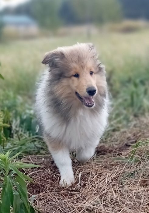 Owczarek szkocki collie