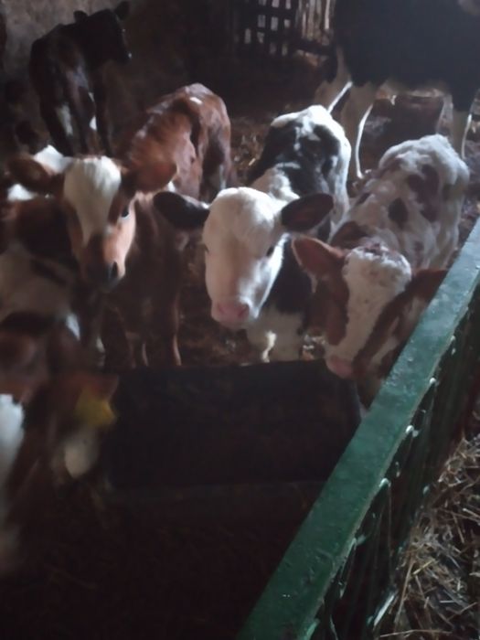 Jałoszki mięsne kolorowe