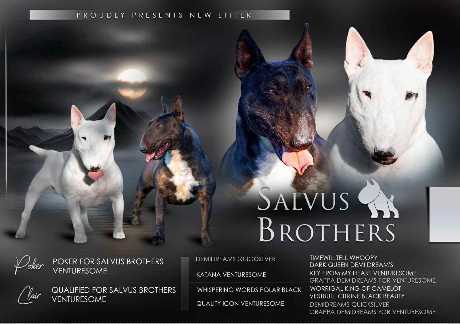 Bull Terrier Miniatura Macho com LOP