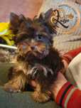 Yorkshire Terrier - czekoladowy chłopiec