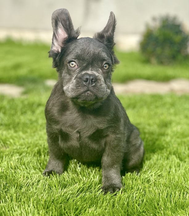 Флаффи! Голубая девочка!