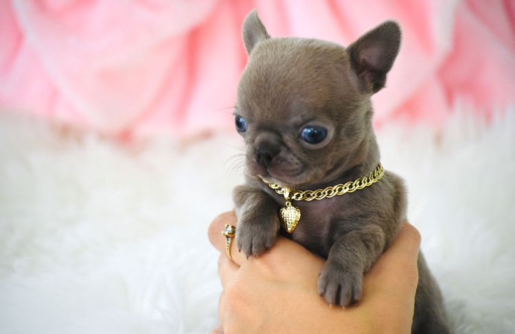 Cudne Mini XXS Liliowe Chihuahua Wyjątkowa Uroda Odbiór na Święta