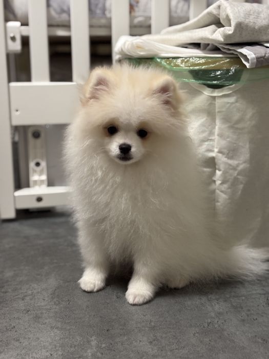 Померанський шпіц модний паті колор хлопчик