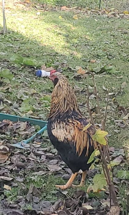 Півні араукана  1 рік