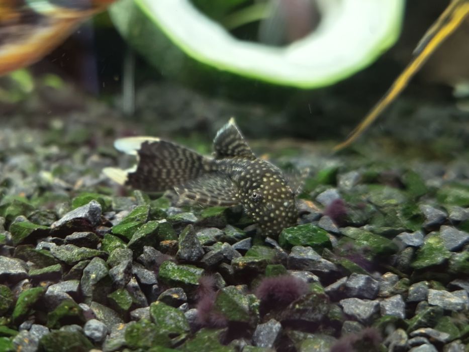 Zbrojnik ancistrus