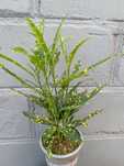 Растение кротон сорт Pictum.