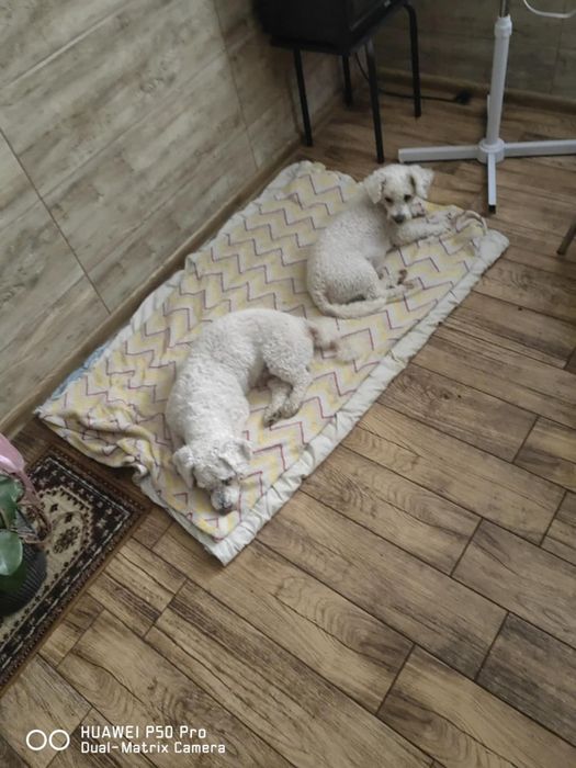 Oddam pieski tylko w dobre ręce