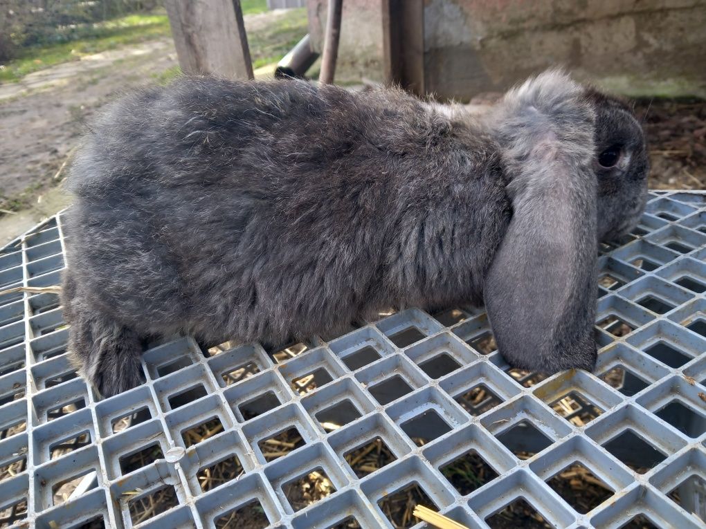 Króliki króle barany francuskie