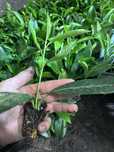 Multiplat laurowisnia novita caucasica