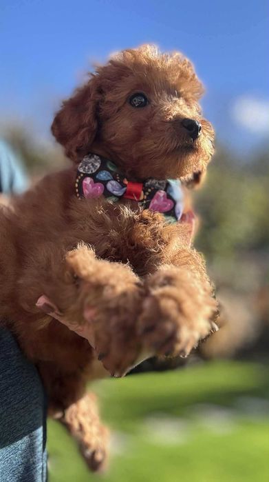 ROCCO  Maltipoo f1b mama Maltipoo tata Pudel toy o wyglądzie pudla TOY