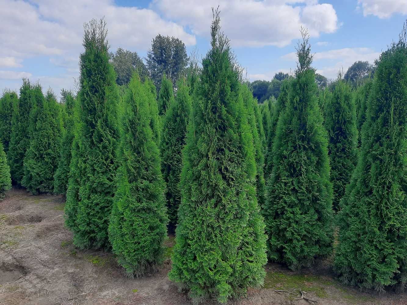 Thuja Smaragd 200,220,240,250cm!Tuja Szmaragd! Dostawa! Sadzimy! Tuje!