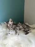 Bengal silver hodowlany – koci diament w srebrnym futrze