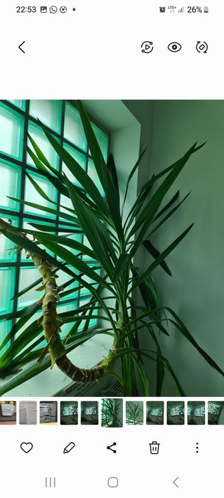 Sprzedam dwie  dwudziestoletnie YUKI