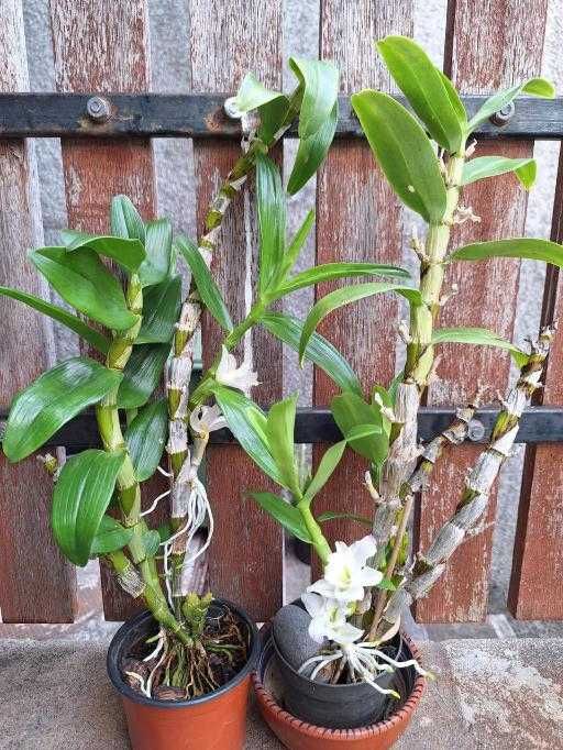 Flores orquídeas à venda