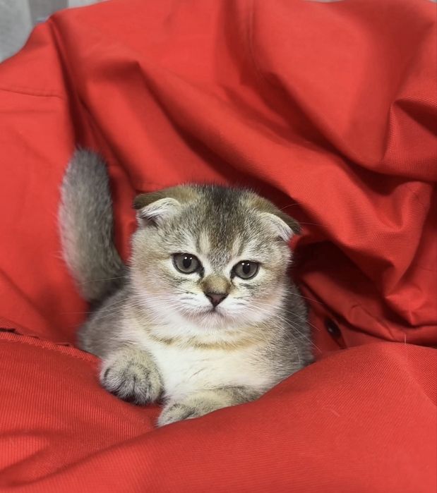 Кошеня шотландська висловуха