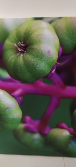 Tela / Quadro de foto real