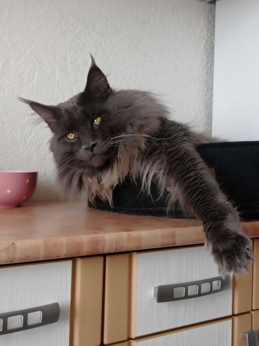 В'язка котів Мейн-кун. З 
 документами та без документiв.