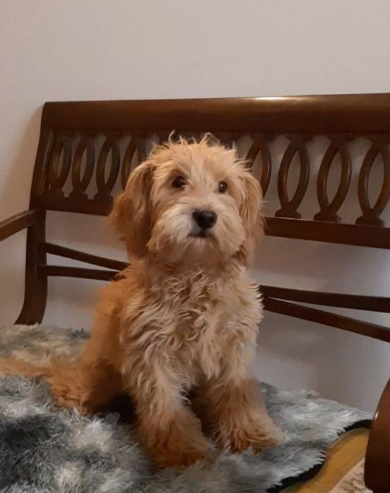 Мальтіпу ф1 підрощений красень