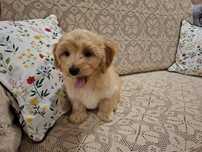 Maltipoo szczeniaczk