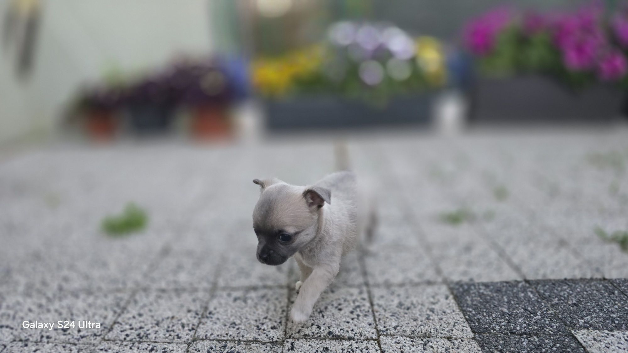 Chihuahua prześliczna suczka