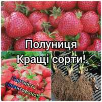 Саджанці Малини Полуниці Смородини. Ремонтантні Ранні Середні Пізні