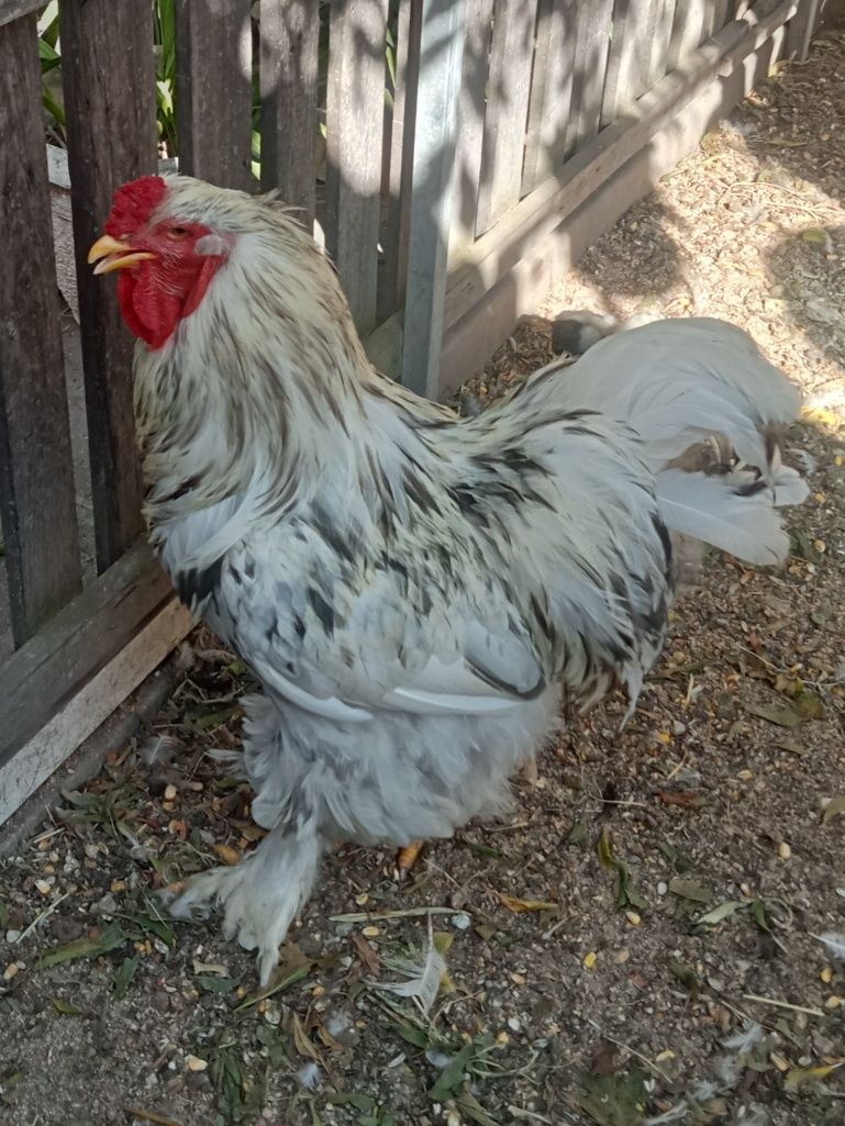 Gallos e Galinhas Brahma(Frangos)