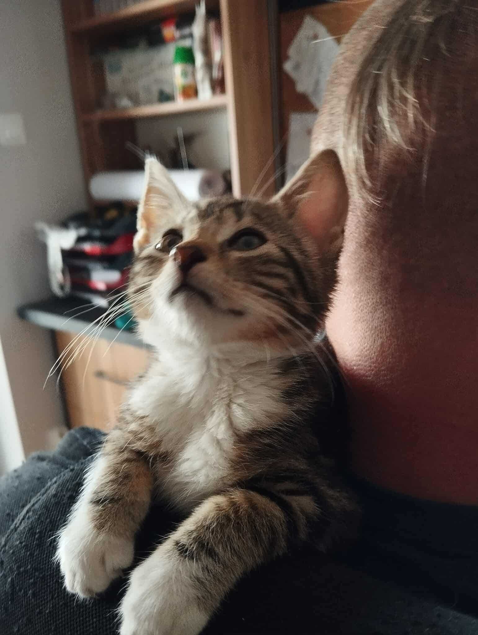 Marty mały kocurek do adopcji