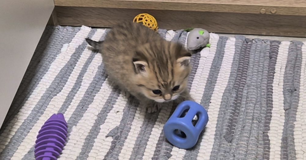 Шотландские котята, прямоухие и вислоухие мальчик и 3 девочки