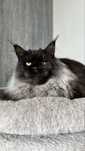 Maine coon linia polidactyl