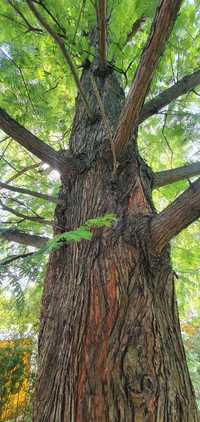 Metasekwoja chińska. Duże drzewa, drzewo obwód pnia 50-75 cm, 6 m wys.