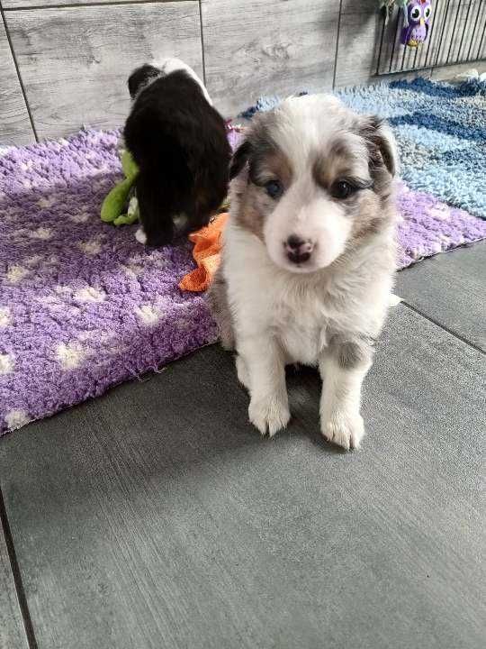 Owczarek szetlandzki, Sheltie, szczeniak PIESEK blue merle FCI