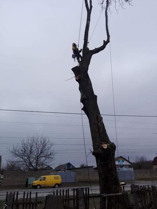 Зрізаємо дерева будь-якої складності(арбористика)!
