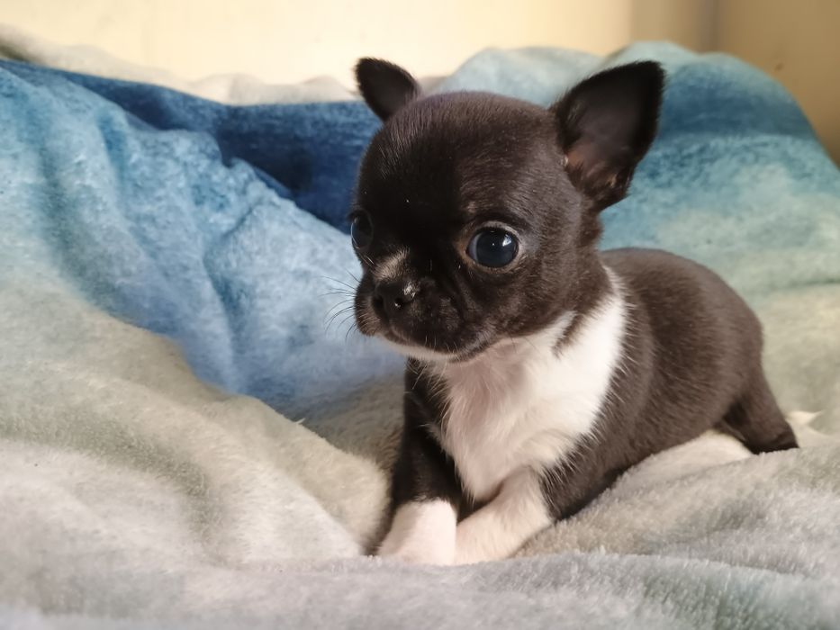 Chihuahua krótkowłosy drobny samczyk czarno-biały ZKwP FCI