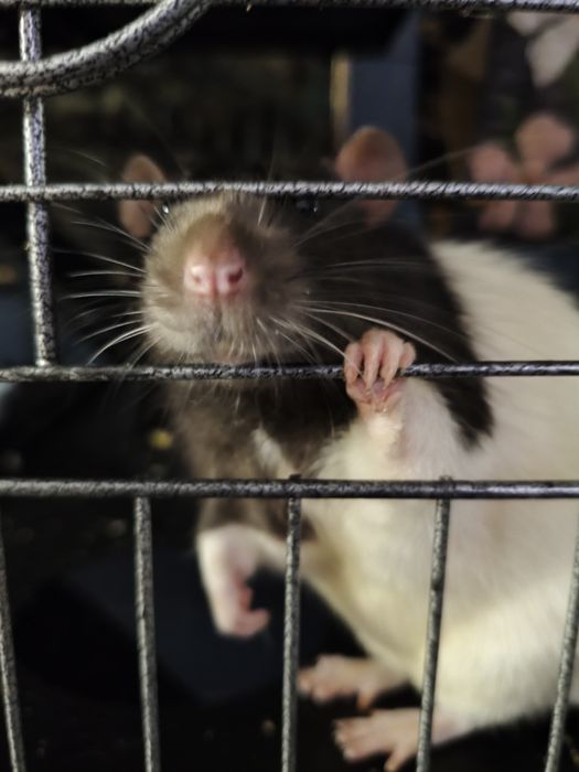 Półroczne szczurki na wydanie, dwóch samców