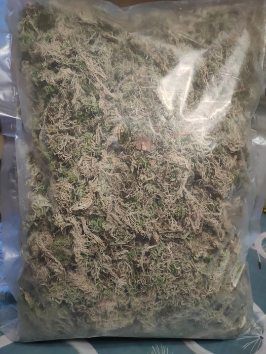 Мох сфагнум ощищений