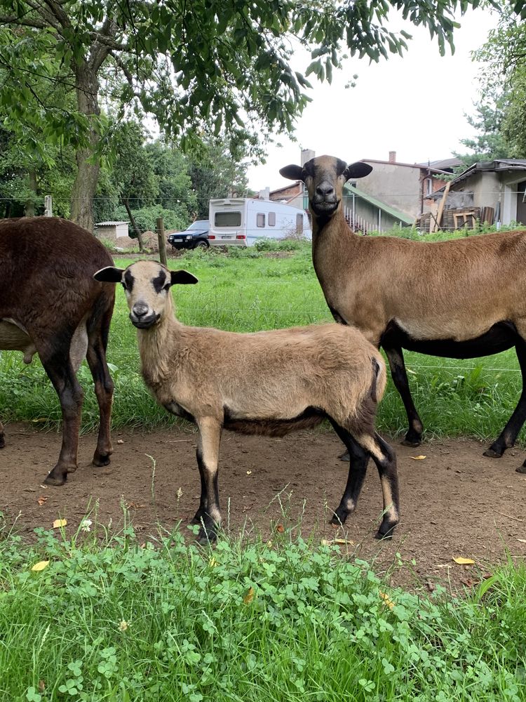 Owca i baran kameruński