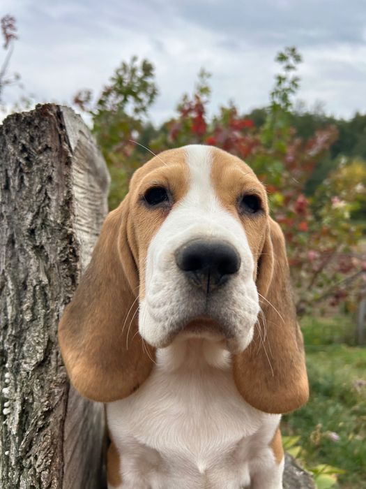 Бігль 4 місяці. Клубний, чіпований, щеплений