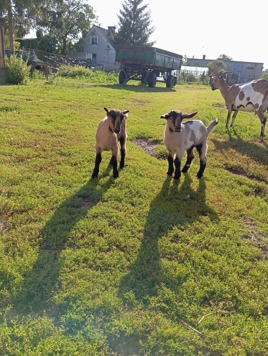 Młoda parka.Kozka i koziołek