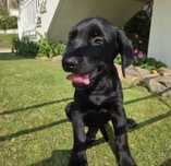 Cãozinho bebé para adoção responsável