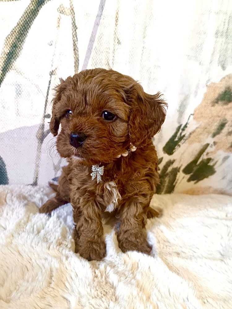 Zarezerwowane Cavapoo F1 śliczna mini dziewczynka