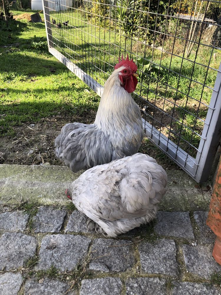 Cochin bantam lavanda