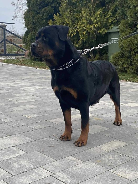 Szczeniak Rottweiler