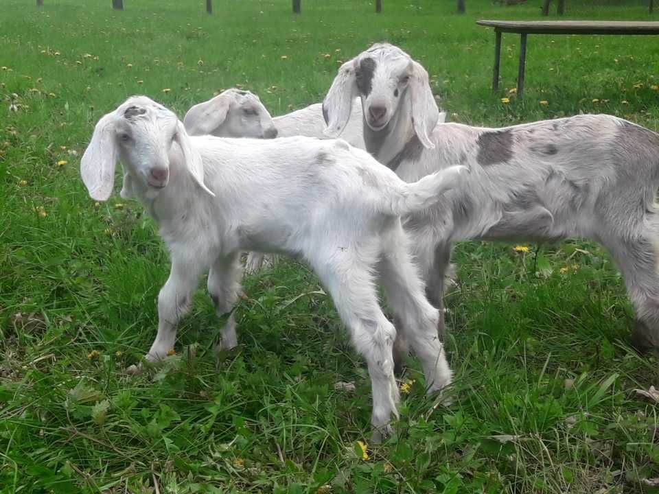 koza anglonubijska po wysokomlecznych matkach