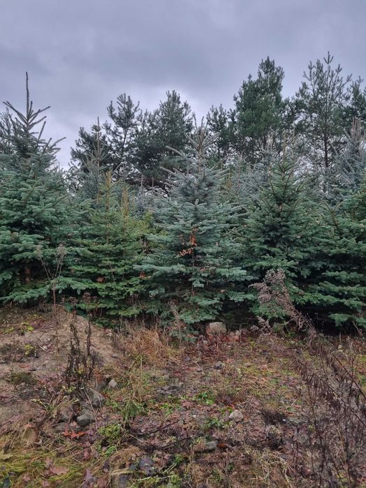Choinki z plantacji - Świerki Walendów