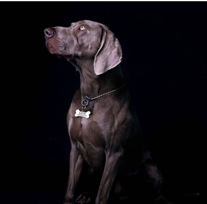 Wyżeł weimarski szczenie