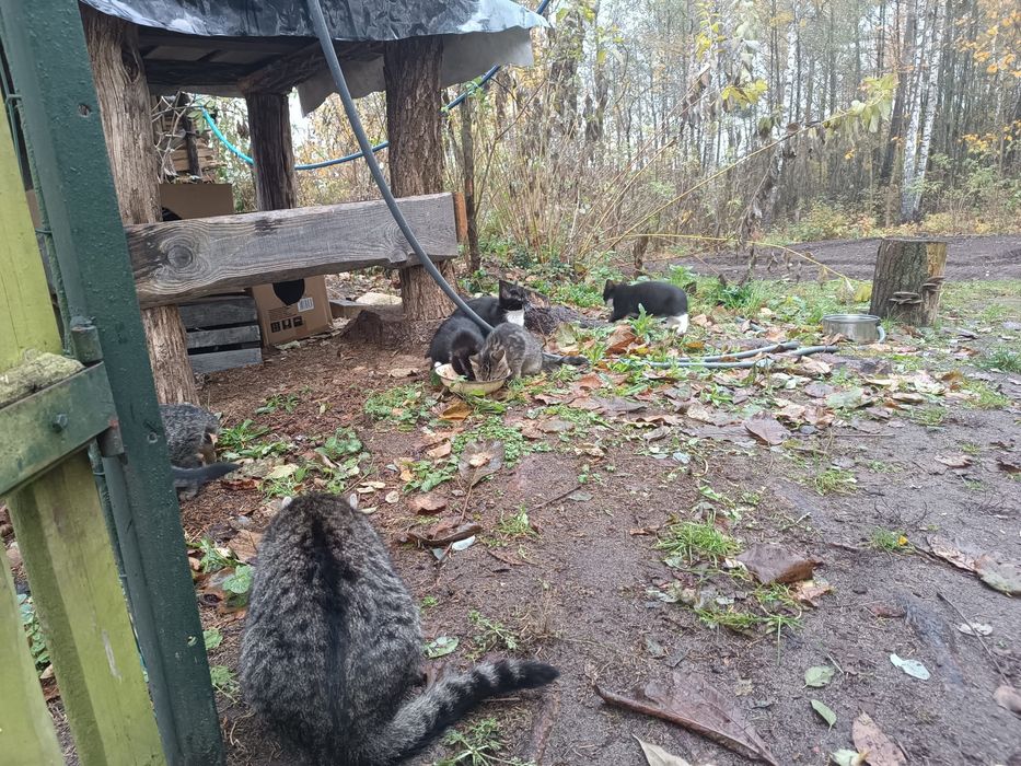 Bezdomne kotki czekają na dom